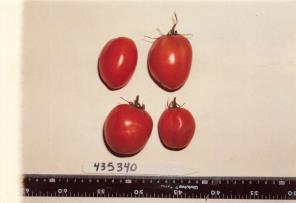 Click for 1 image(s) for this accession. FRUIT